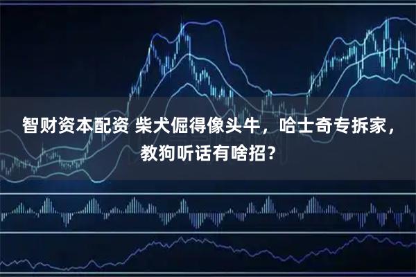 智财资本配资 柴犬倔得像头牛，哈士奇专拆家，教狗听话有啥招？